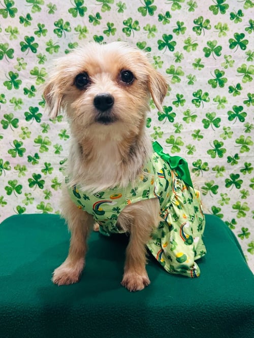 GIGI - Yorkshire Terrier Yorkie available for adoption