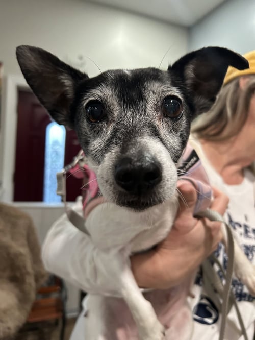 ASTER - Jack Russell Terrier available for adoption