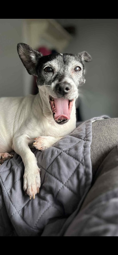 ASTER - Jack Russell Terrier available for adoption