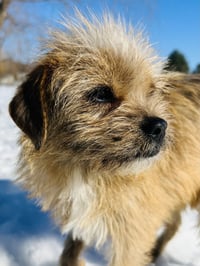 Nala - Photo 3