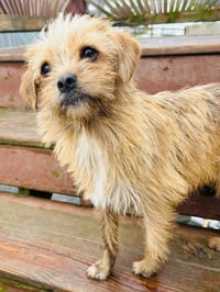 Nala - Photo 2