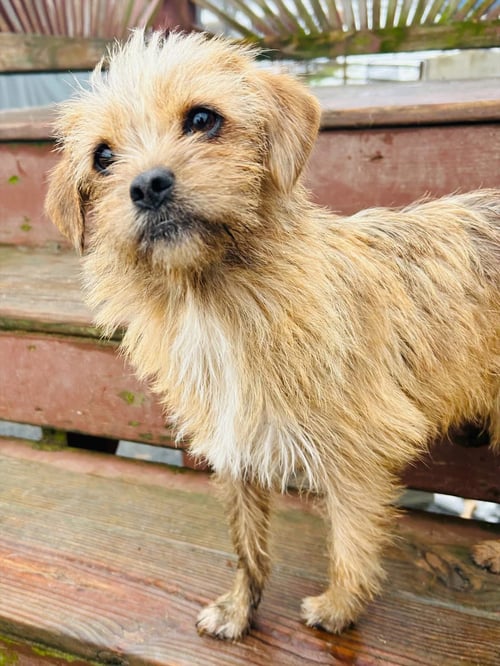 NALA - Wirehaired Fox Terrier / Chihuahua available for adoption