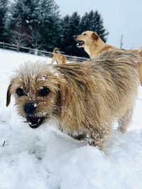 Nala - Photo 6