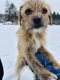 Nala - Photo 4