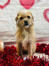 Nala - Photo 7