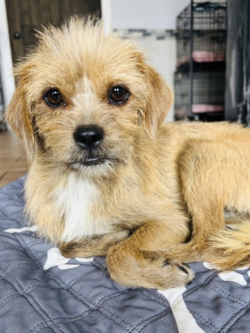 NALA - Wirehaired Fox Terrier / Chihuahua available for adoption