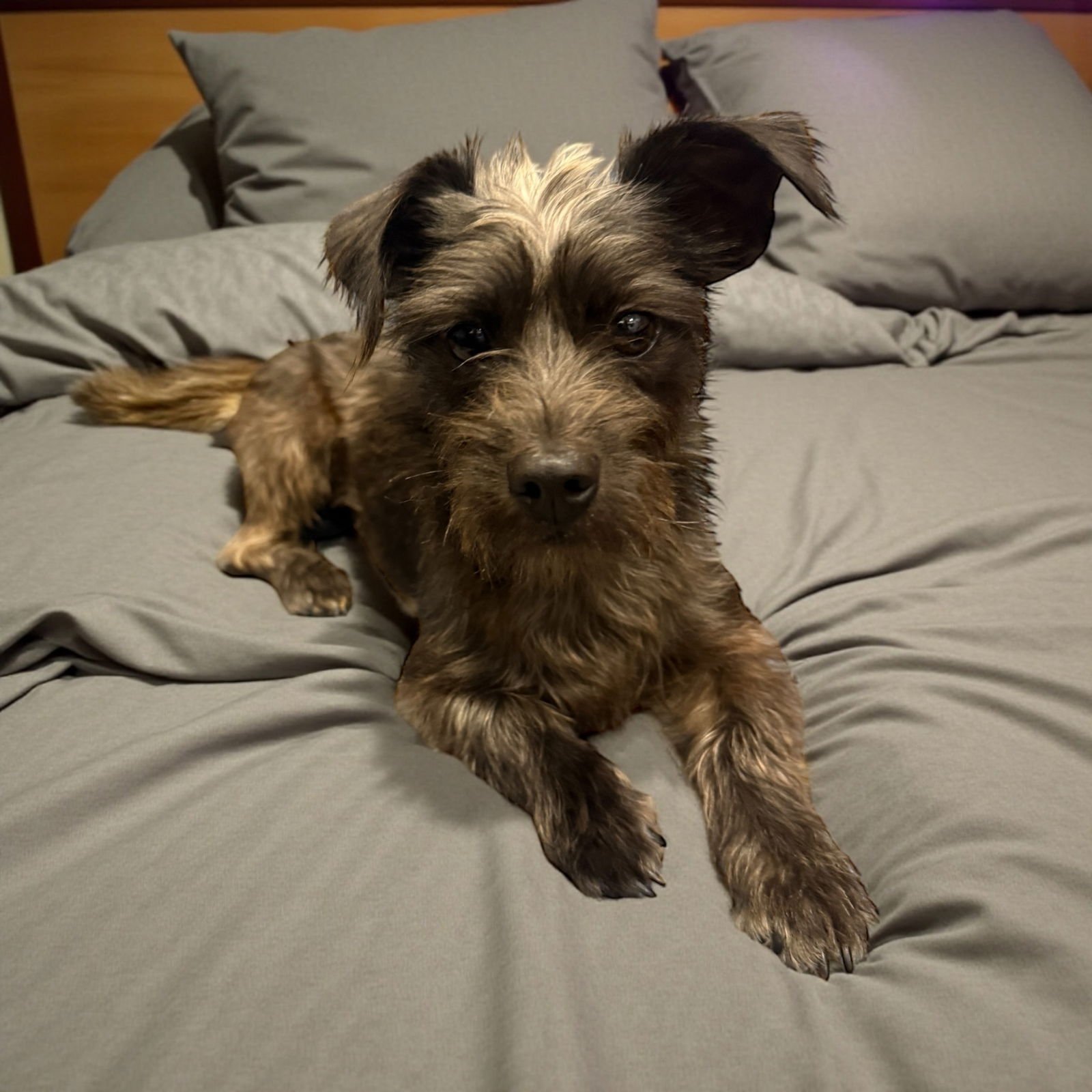 JELLY - Yorkshire Terrier Yorkie available for adoption