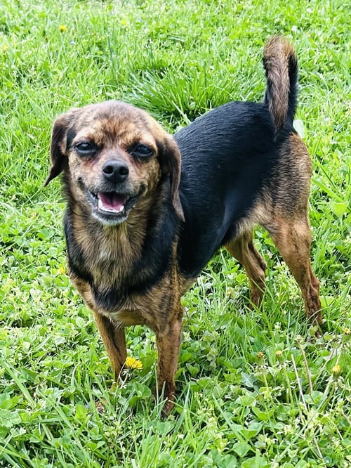 MARIA - Chihuahua available for adoption