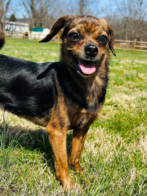 MARIA - Chihuahua available for adoption