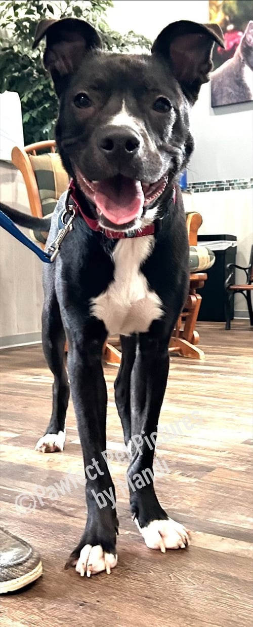 CHIP - Labrador Retriever available for adoption