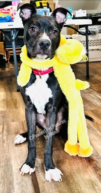 Chip - Photo 5
