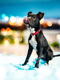 Chip - Photo 4