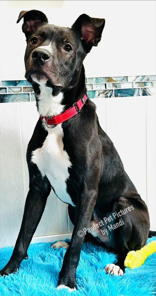 CHIP - Labrador Retriever available for adoption