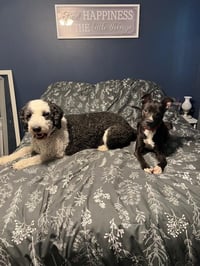 Chip - Photo 7