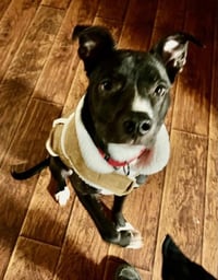 Chip - Photo 3