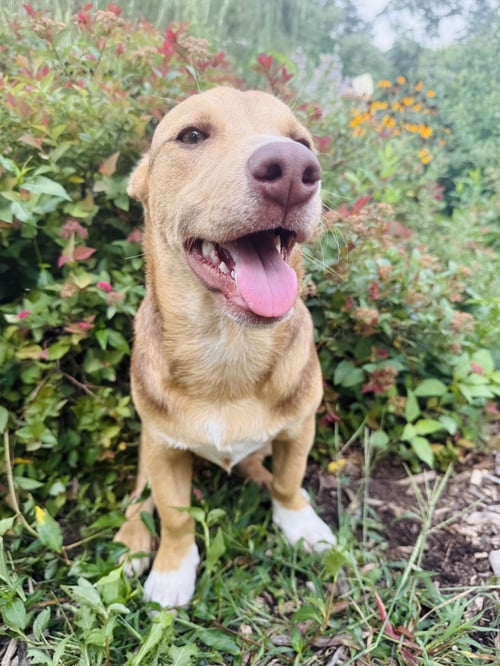 HUNTER - Carolina Dog / Labrador Retriever available for adoption