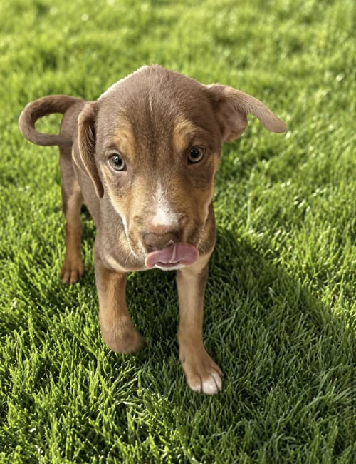 HUNTER - Chihuahua / Labrador Retriever available for adoption