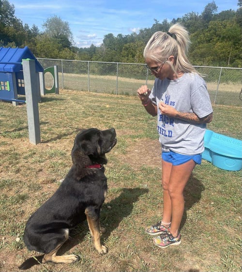 BUDDY - Saint Bernard / Mastiff available for adoption