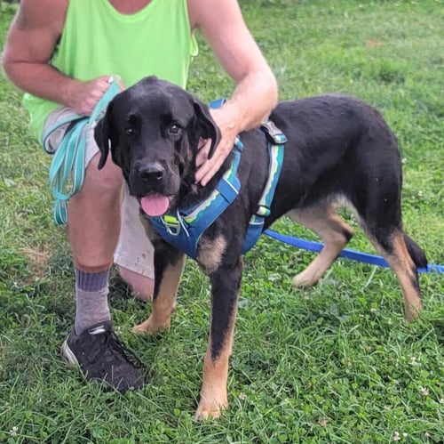 BUDDY - Saint Bernard / Mastiff available for adoption