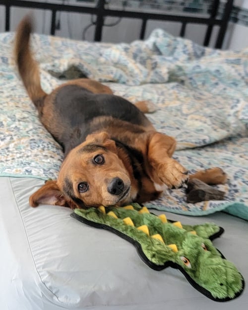 CASSI - Beagle available for adoption