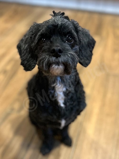 ACE THE MAN! - Cavalier King Charles Spaniel / Poodle (Miniature) available for adoption