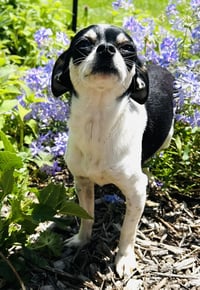 Biscuit - Photo 3