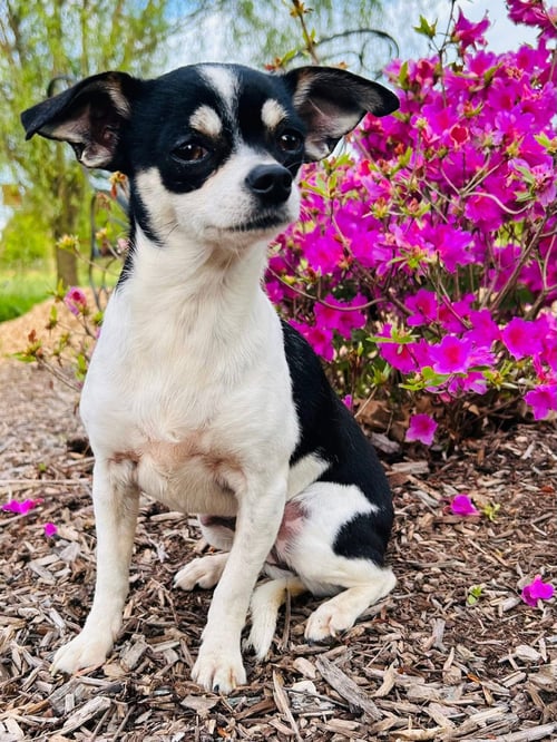 BISCUIT - Chihuahua / Dachshund available for adoption