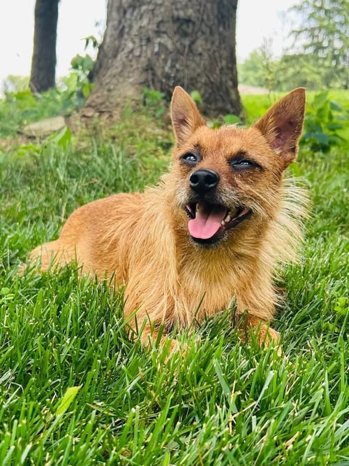 KOBE - Miniature Pinscher / Yorkshire Terrier Yorkie available for adoption