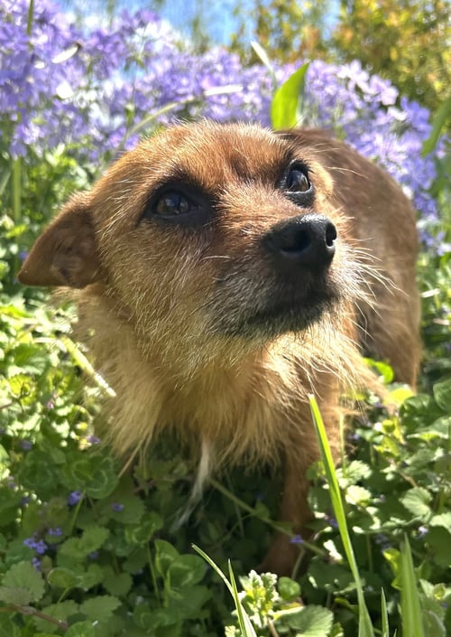 KOBE - Miniature Pinscher / Yorkshire Terrier Yorkie available for adoption