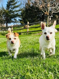 Casper & Tubbz - Photo 4