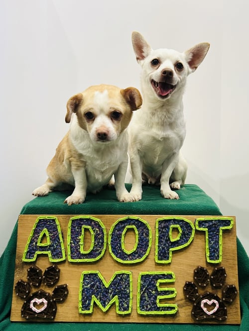 CASPER & TUBBZ - Chihuahua / Dachshund available for adoption