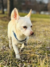 Casper & Tubbz - Photo 5