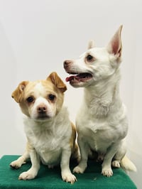 Casper & Tubbz - Photo 6