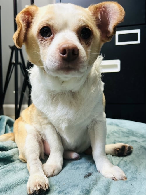 CASPER & TUBBZ - Chihuahua / Dachshund available for adoption