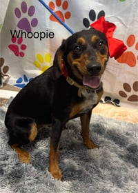 Whoopie - Photo 1