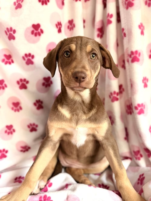 CEECEE - Chihuahua / Labrador Retriever available for adoption