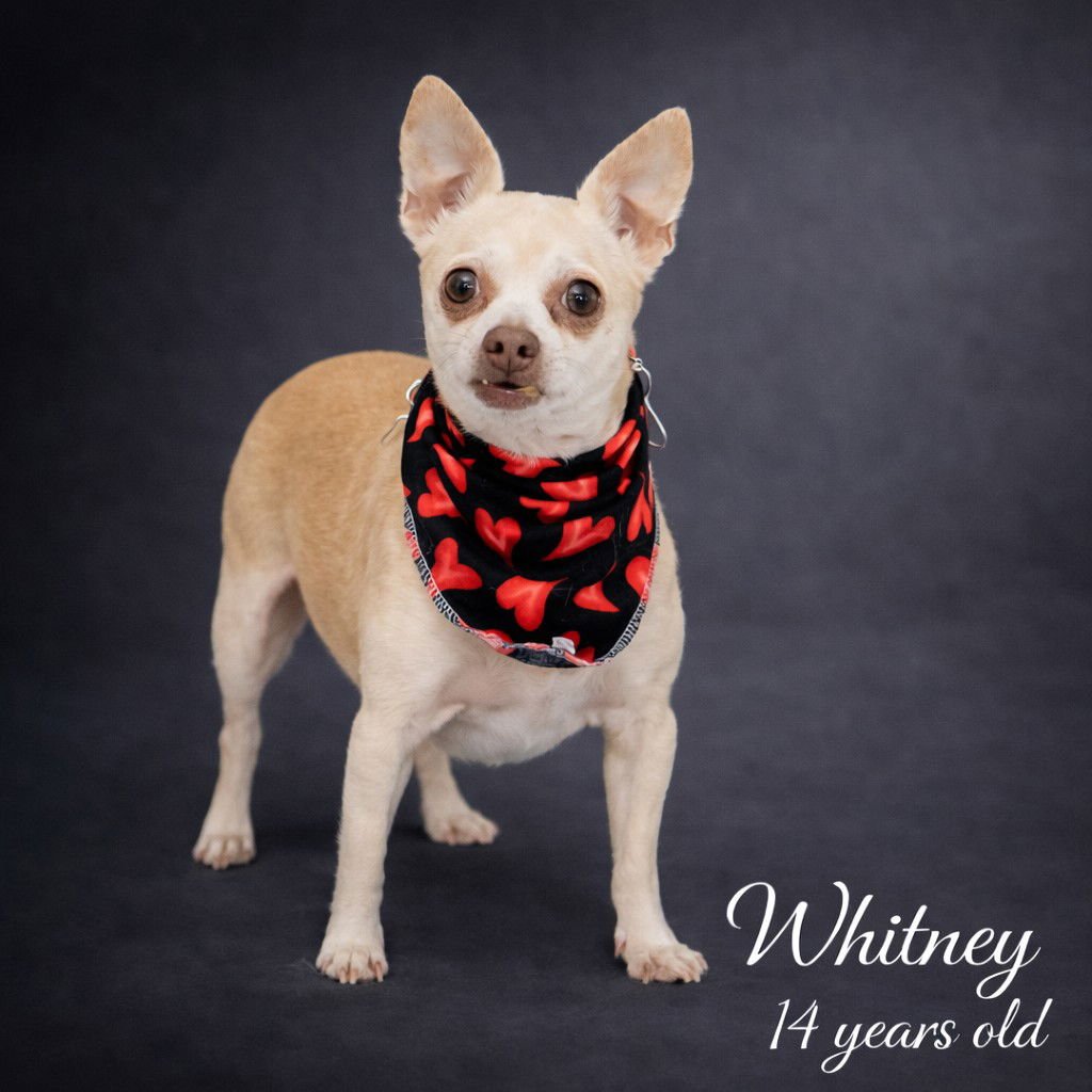 WHITNEY - Chihuahua for adoption in Lancaster