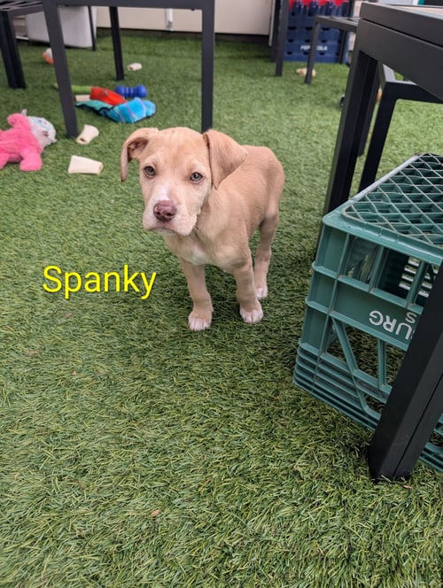 SPANKY - Labrador Retriever / Boxer available for adoption