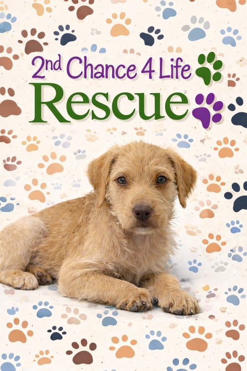 SPUNKY - Labrador Retriever / Poodle (Standard) available for adoption