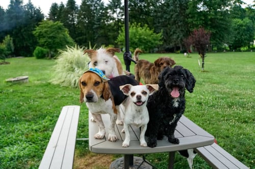 2026 ALRIGHT LETS FIND THE RIGHT MATCH!!!! - Unknown available for adoption