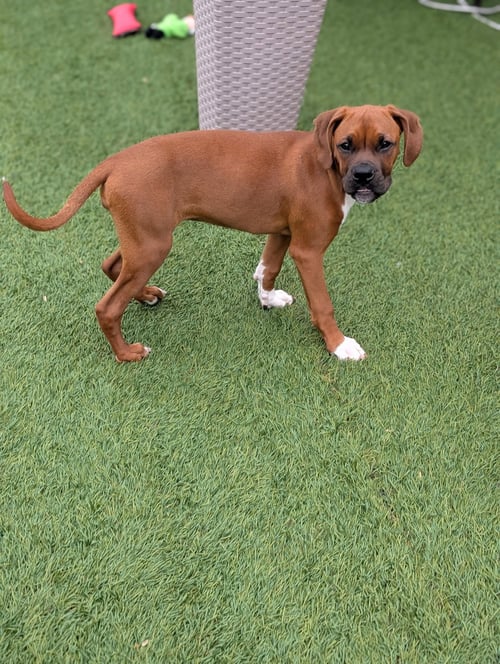 FANCY - Boxer available for adoption