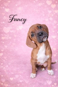 Fancy - Photo 3