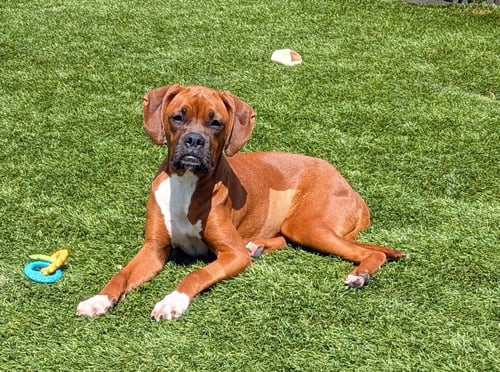 FANCY - Boxer available for adoption