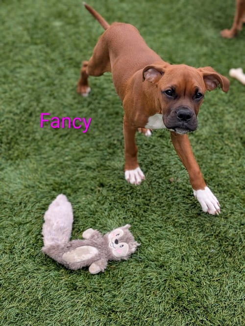 FANCY - Boxer available for adoption