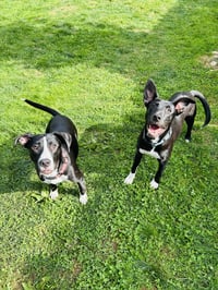 Sammy - Photo 4