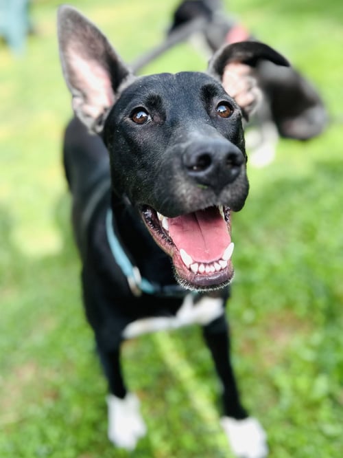 SAMMY - Labrador Retriever available for adoption