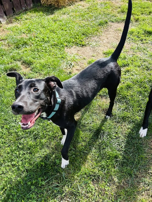 SAMMY - Labrador Retriever available for adoption
