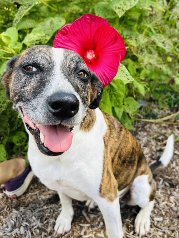 Puppers Image