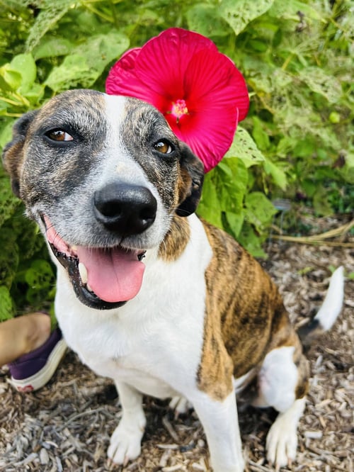 PUPPERS - Hound available for adoption
