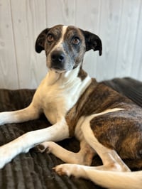 Puppers - Photo 5